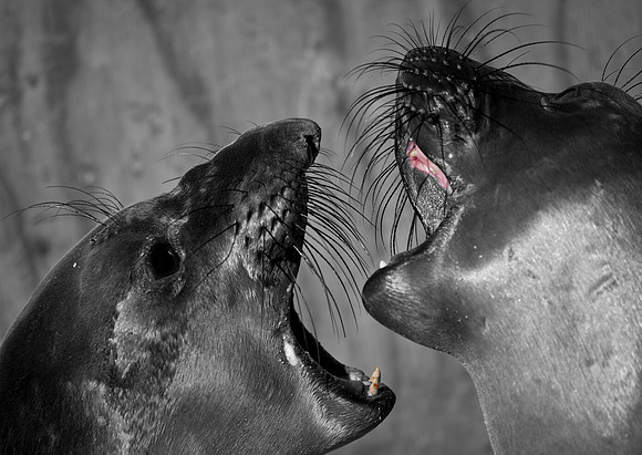 Sea Lions