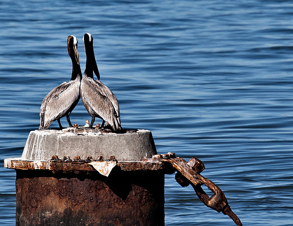 Pelicans