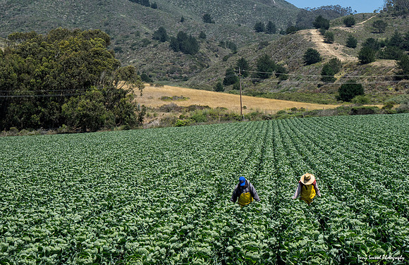 Brussel Sprouts Farmers