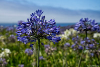 Wildflowers of Montaro State Beach