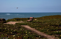 Pigeon Point Fly Over