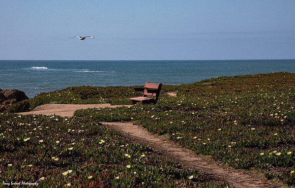 Pigeon Point Fly Over