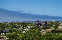 Walk in the Wild Flowers, Montero Beach