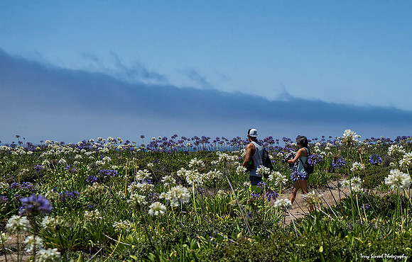 Walk in the Wild Flowers, Montero Beach