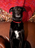 Chipper 2