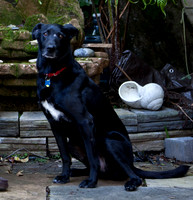 Chipper 3