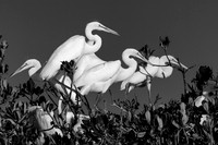 Great Egret 1 B&W