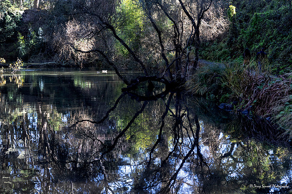Lily Pond 2