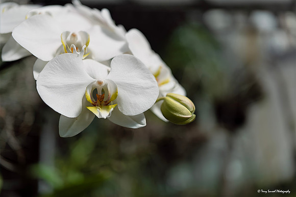 Real Jardín Botánico - Orchid copy