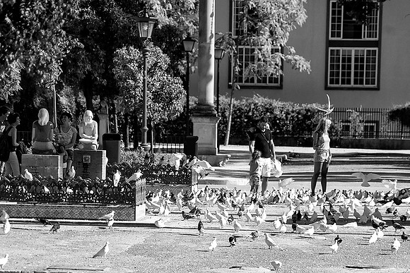 Pigeons (B&W)