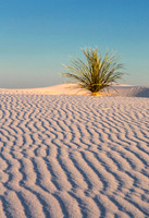 Yucca at White Sands 2
