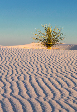 Yucca at White Sands 2