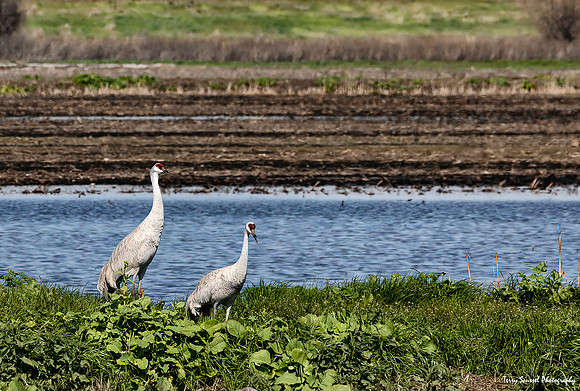 Woodbridge Ecological Reserve 29