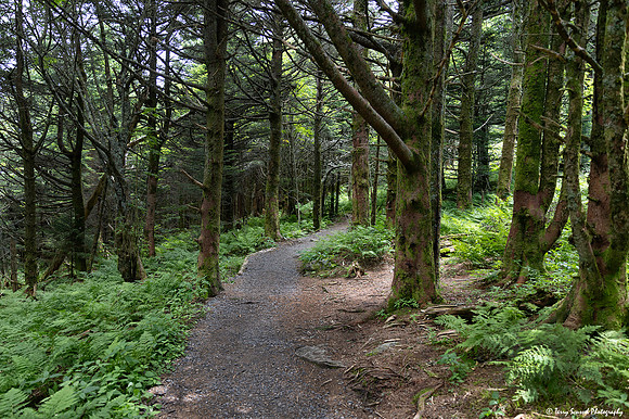 Waterfall Loop Trail, DuPont State Forest copy