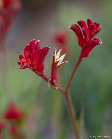 Red Flower, Mendocino Coast Botanical Gardens copy