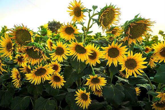 Sunflower Fields 11
