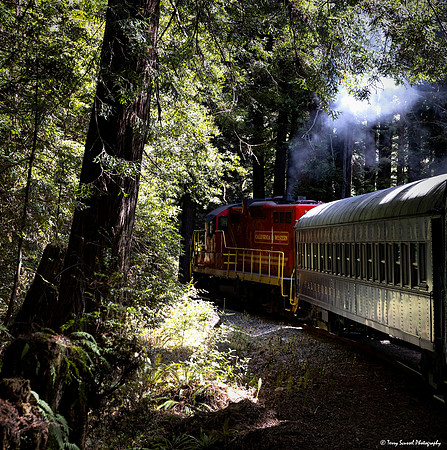 California Westerrn 2 (aka Skunk Train) through the Redwood Forest copy