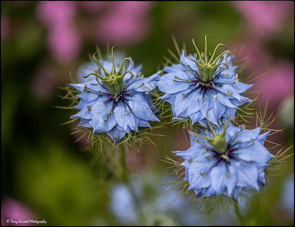 Love in Mist, Mendocino Coast Botanical Gardens copy