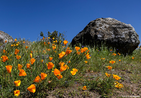 Poppies - Turtle Back Trail, China Camp