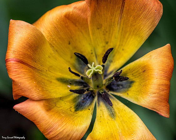Tulip Patch 7
