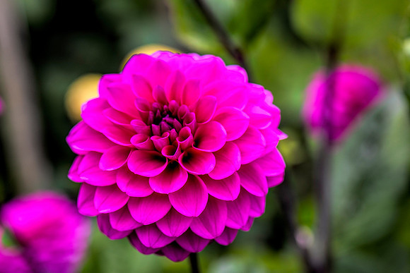 Dahlia 3
