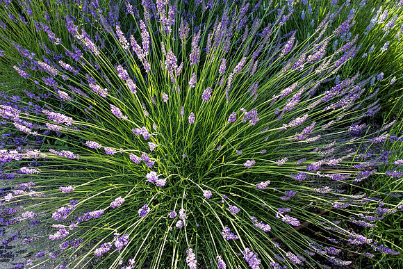 Lavender 8