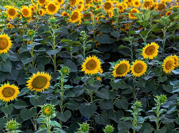 Sunflower Field 6