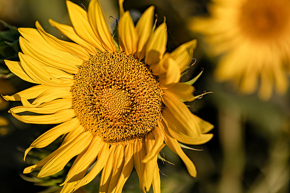 Sunflower Field 2