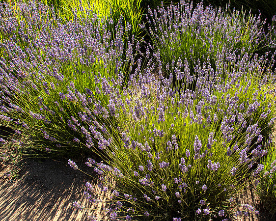Lavender 7