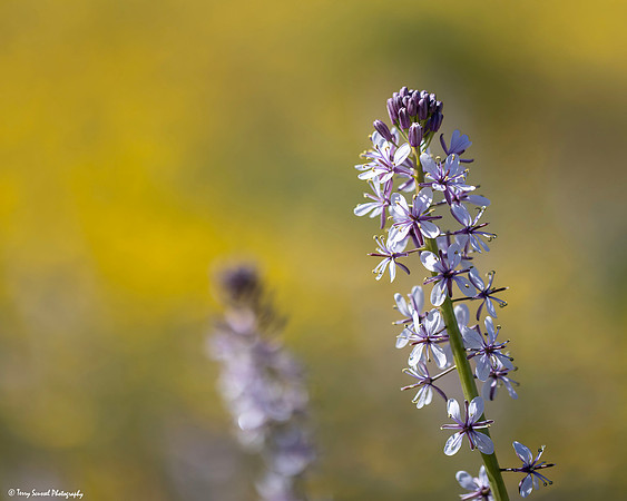 Pinoche Creek Larkspur, Carrizo copy