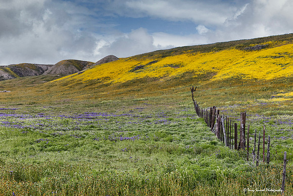 Soda Lake Road 1 - Carrizo copy