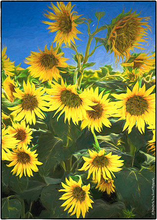 Sunflower Art (Cezanne & Van Gogh)