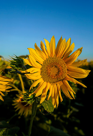 Sunflower Fields 13