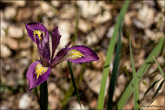 Purple Iris, Mount Tamalpais Watershed