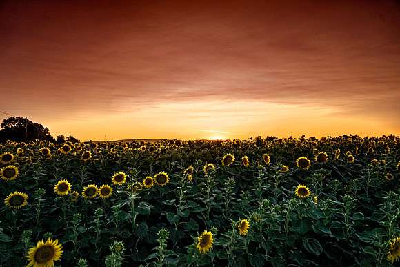 Sunflower Fields - Sunset Base 2b