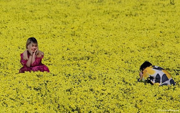 Model in Mustard Fields, Moss Beach