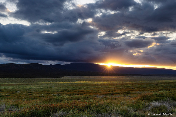 Sunset - Carrizo (Soda Lake Road) copy