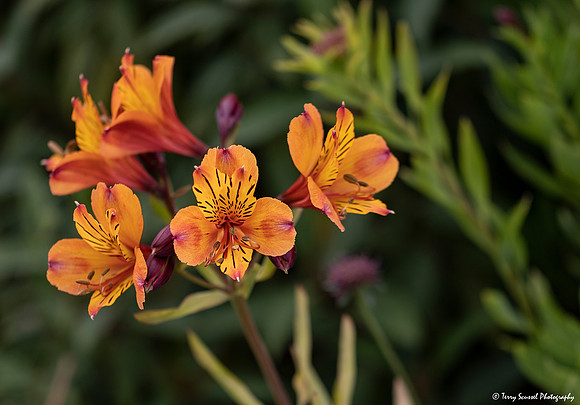 Orange Alstroemeria, Memdocino Coast Botanical Gardens copy