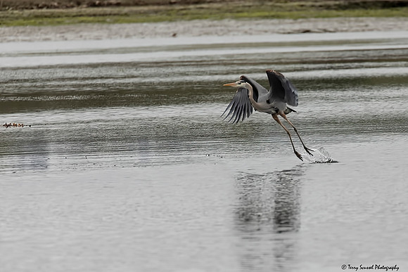 Blue Heron in flight 1
