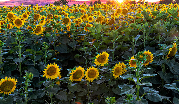 Sunflower Field 4