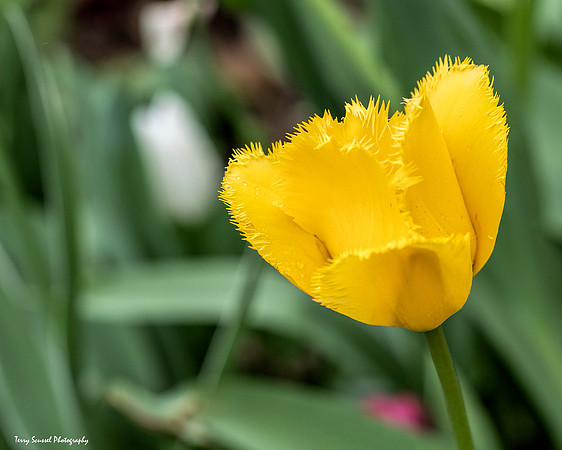 Tulip Patch 9
