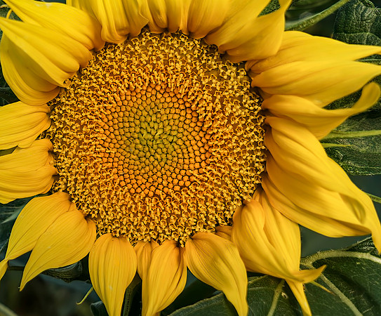 Sunflower Fields 14