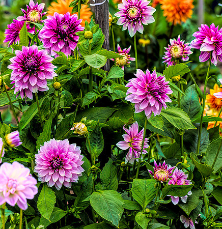 Dahlia 4