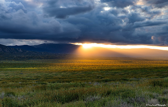 Sunset Glow, Carrizo copy