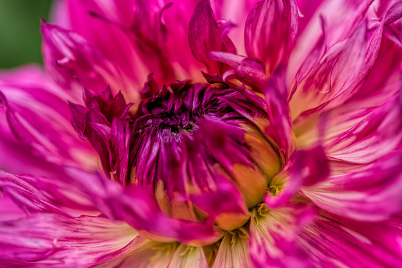 Dahlia 1