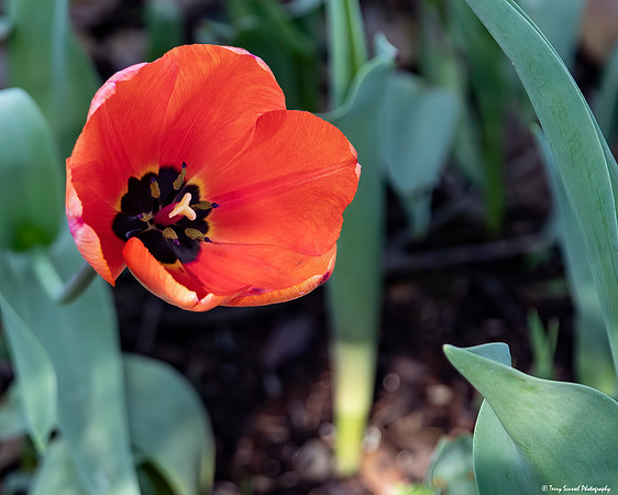 Orange Tulip 1, Rutherford