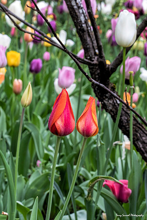 Tulip Patch 11
