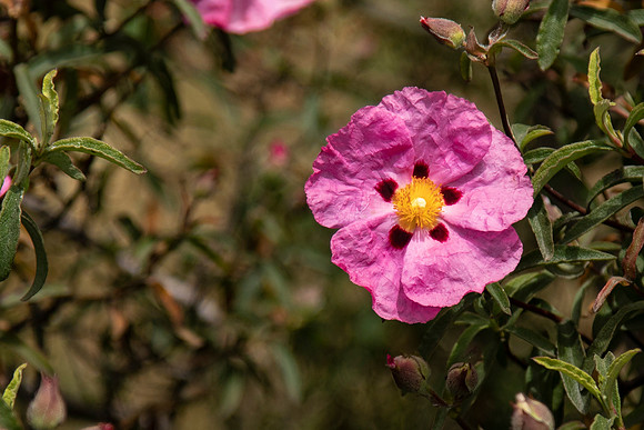Flower 1