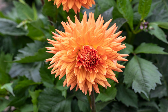 Dahlia 2