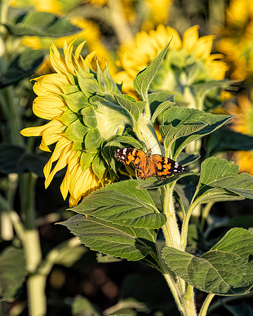 Sunflower Field 5